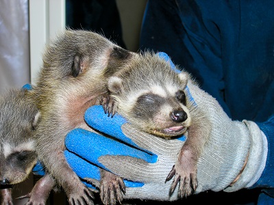 Hands Holding Three Baby Raccooons